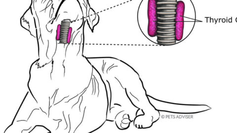 How Much Does Pet Insurance Cost Per Month?